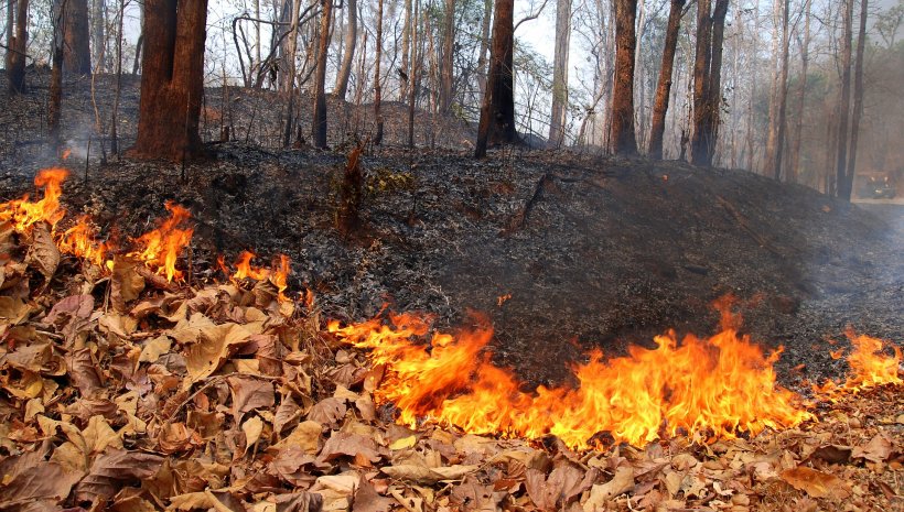 Forest_fire_mae_hong_son_province_01 (1)